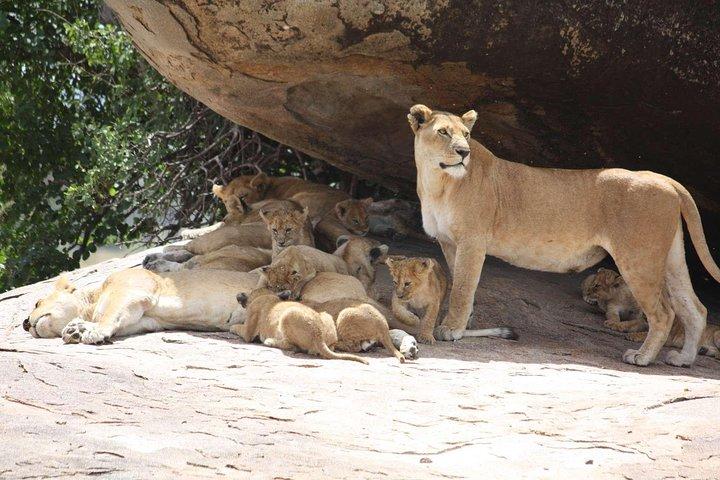 2 Day Tanzania Luxury Safari
