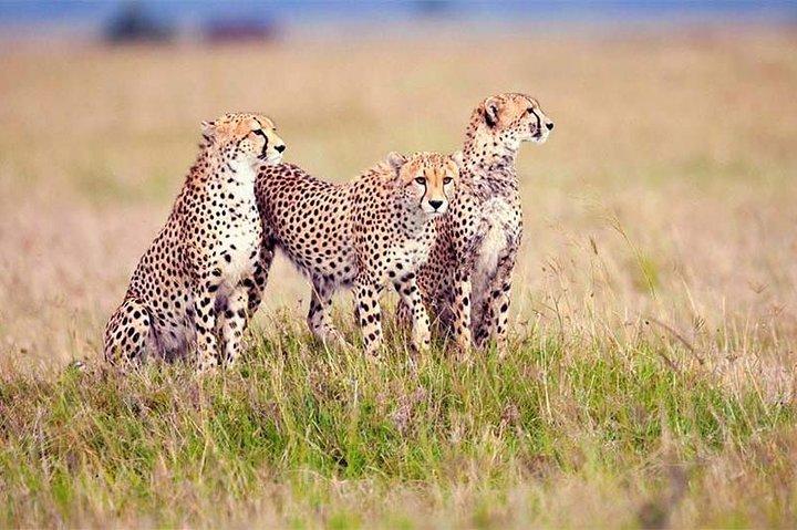 4 Day Tanzania Luxury Safari