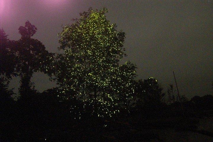 Kuala Selangor Firefly En-route Batu Caves Temple & Malawati Hill Day Tour With Sunset Dinner Sharing Basis SIC