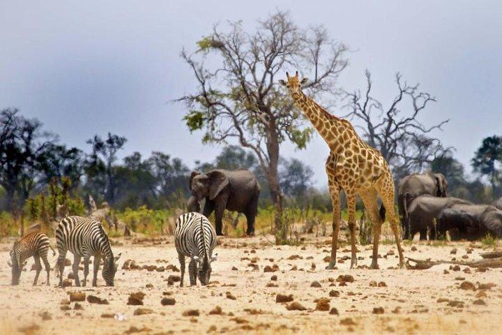 Hwange National Park Full Day Game Drive Safari