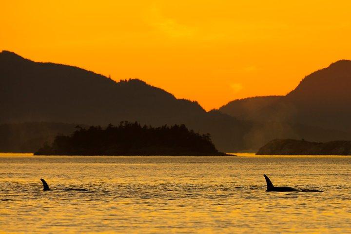Victoria Sunset Whale-Watching Cruise
