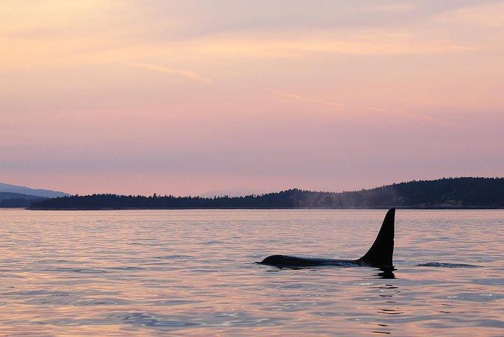 Victoria Sunset Whale-Watching Cruise