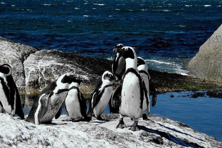 Cape of Good hope, Cape Point & Penguins, Private Morning Tour