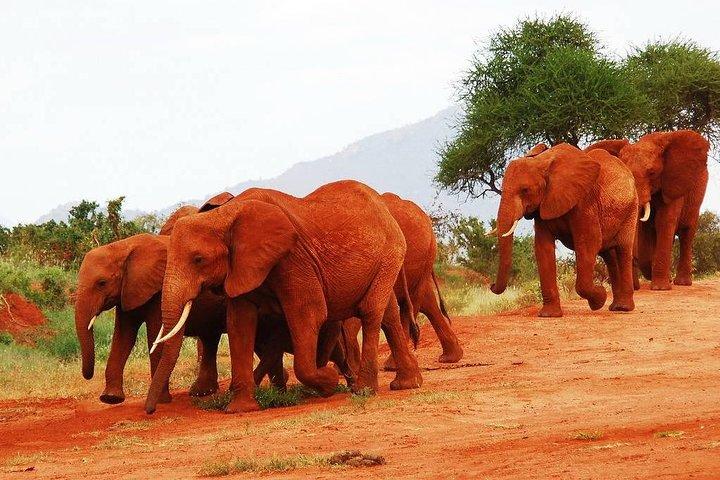 14 Days Volunteer Community Wildlife Sanctuary From Nairobi