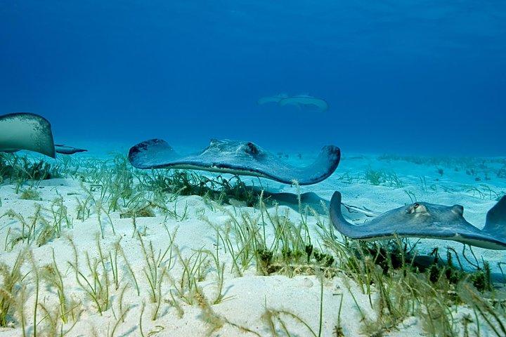 Turtle Center, Starfish, Stingray, & Snorkeling(4-Stop Adventure)