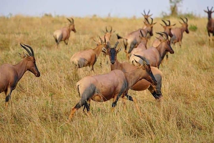 3 Days Amboseli National Park safari