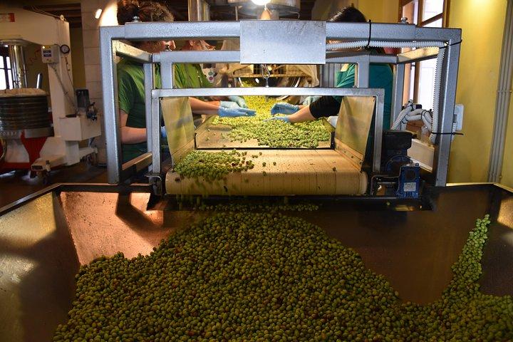 Olive Oil Tasting Tour