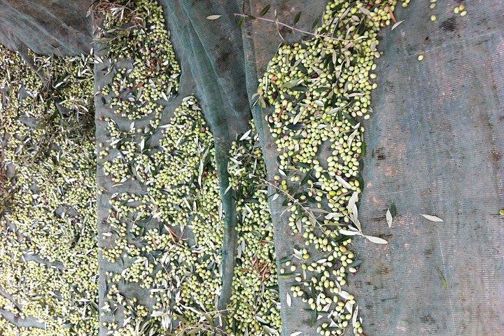 Olive Oil Tasting Tour