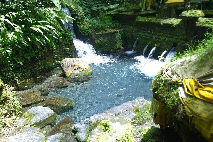 Bali Holy Bath and Jungle Swing Private Day Trip