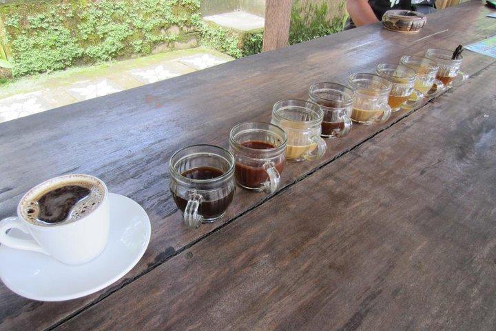 Bali Holy Bath and Jungle Swing Private Day Trip