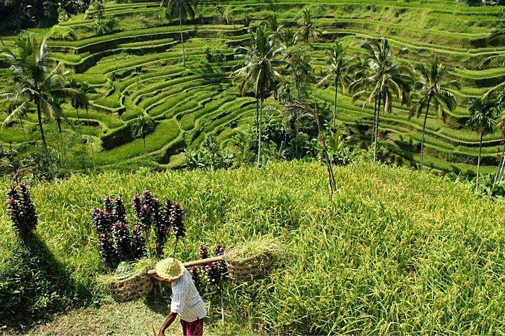 Bali Holy Bath and Jungle Swing Private Day Trip
