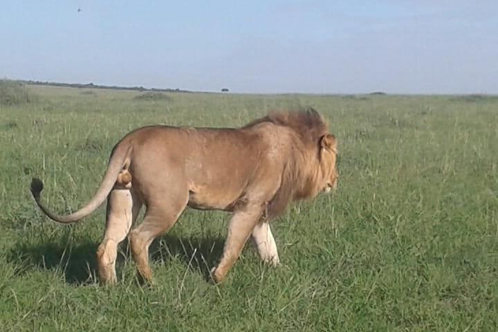 4 Days Wildebeest Migration Budget Safari Masai Mara