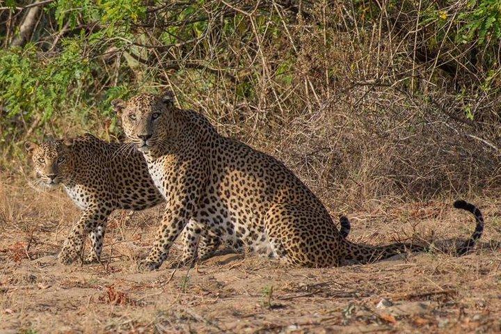 5 Days Private Tour with English Speaking Guide - Explore Sri Lanka