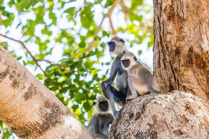 Day Excursions to Udawalawe from Colombo