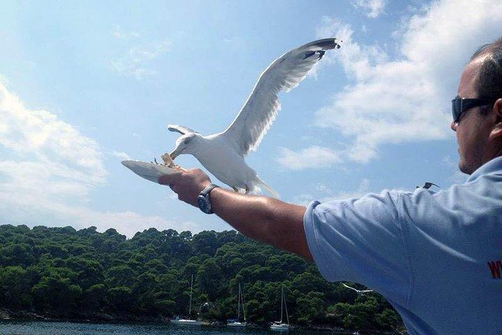 Dubrovnik Elafiti Islands Cruise with Lunch, Drinks and Pickup