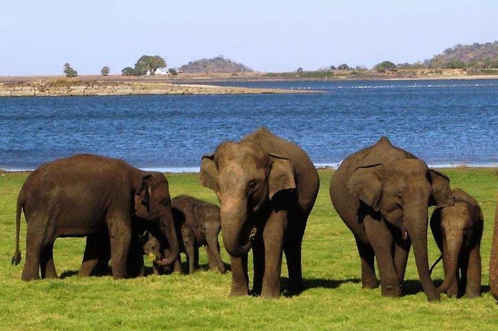 13-Day Sri Lanka Wildlife Adventure by Aaliya Tours