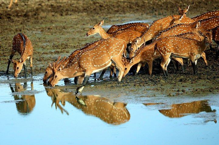 13-Day Sri Lanka Wildlife Adventure by Aaliya Tours