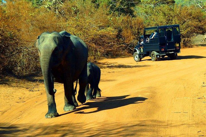 Private 02 Day Leopard Safari in Yala from Colombo