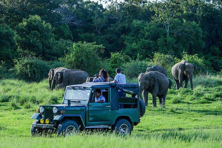 Private Dambulla & Kaudulla National Park Day Tour From Colombo