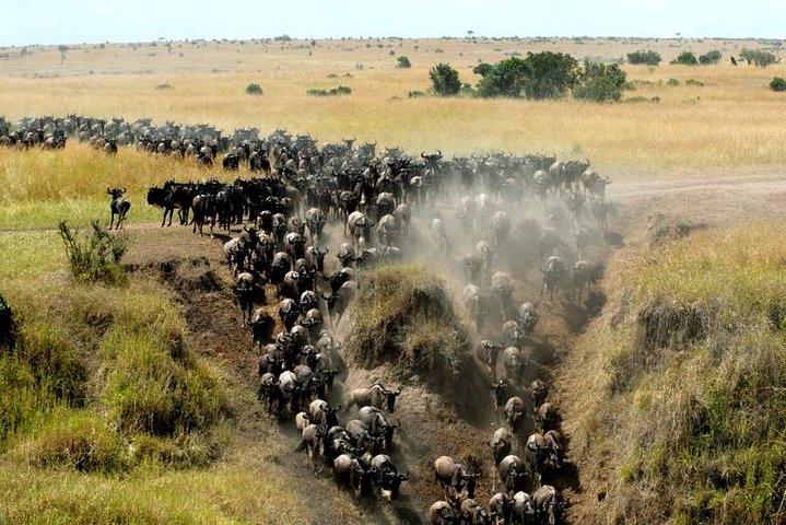 Overnight Maasai Mara Private Safari From Nairobi