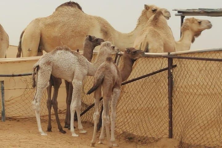 Morning Desert Safari with Camel Ride and Sandboarding