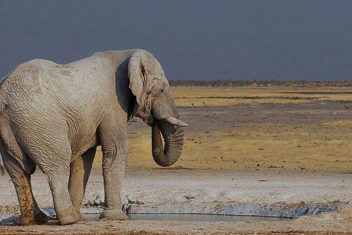 06 Days Etosha, Swakopmund and Sossusvlei | Guided Lodge