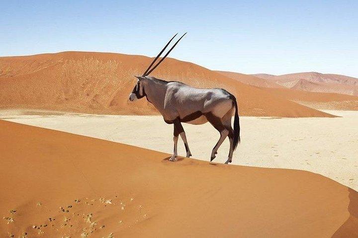 06 Days Etosha, Swakopmund and Sossusvlei | Guided Lodge