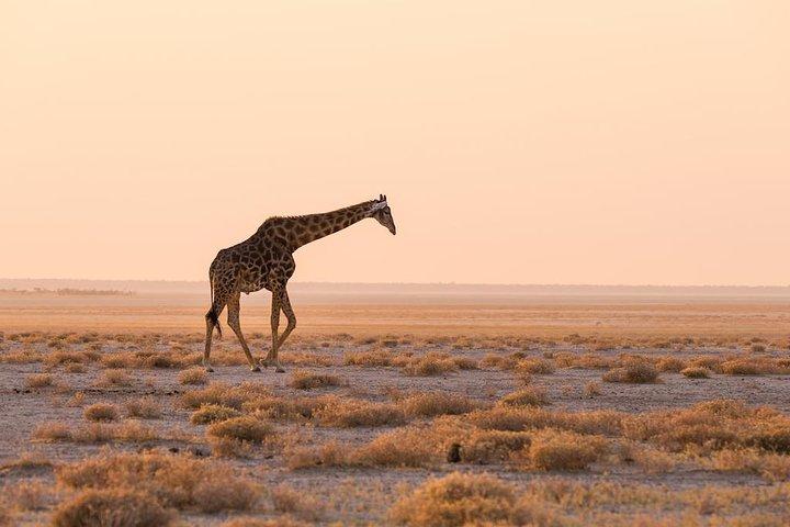 06 Days Etosha, Swakopmund and Sossusvlei | Guided Lodge
