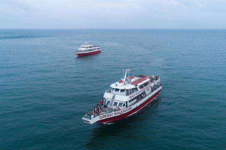 Dolphin Watching around Cape May