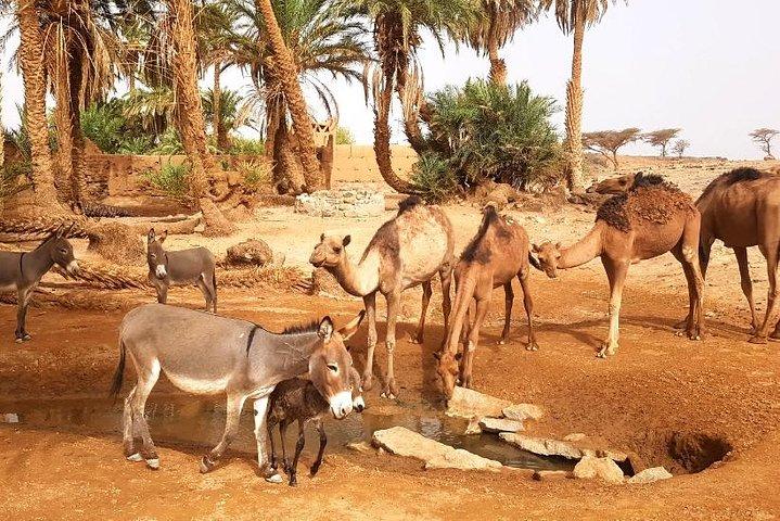 Desert Erg Chigaga Trip from Marrakech: 3 Days