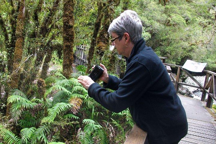 Luxury Milford Sound Coach and Scenic Cruise