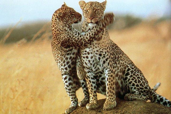 5 -Safari to Manyara, Serengeti & Ngorongoro