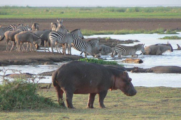 2 Day Tanzania Luxury Safari
