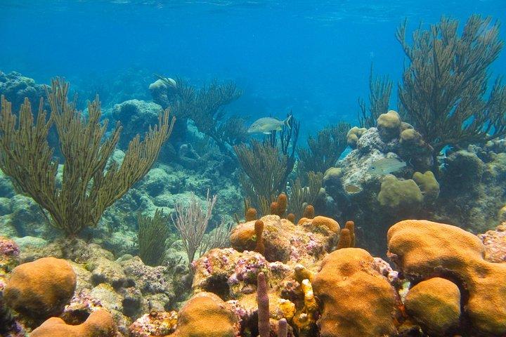 Cenote and Akumal Snorkel