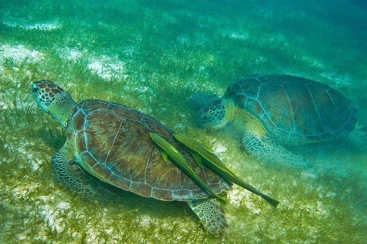 Cenote and Akumal Snorkel