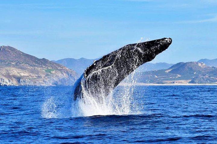 Small-Group Whale Watch with Marine Biologist in Cabo San Lucas
