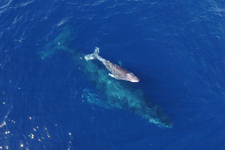 Small-Group Whale Watch with Marine Biologist in Cabo San Lucas