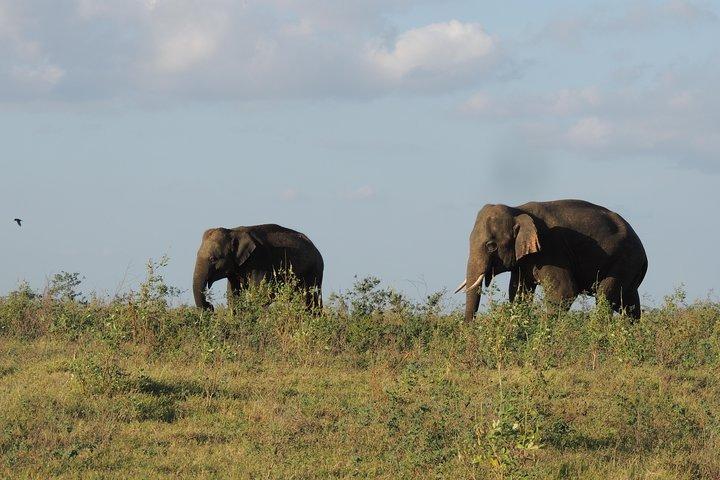 Kaudulla National Park Entrance Ticket with Private Safari