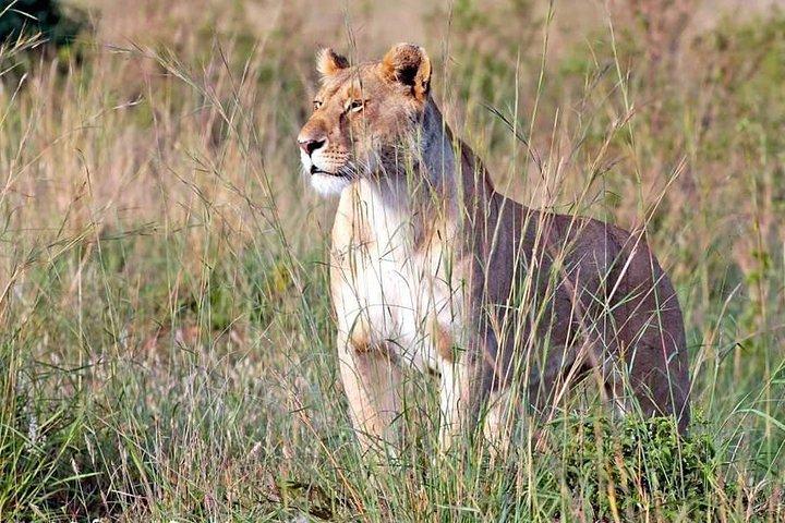 4-Day Private Lodge Safari Tarangire, Serengeti & Ngorongoro