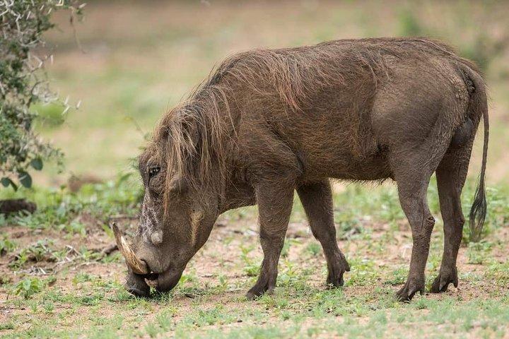 2 Days Budget Camping Safari Tour Tanzania