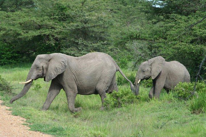 5 Days Safari to Selous & Mikumi