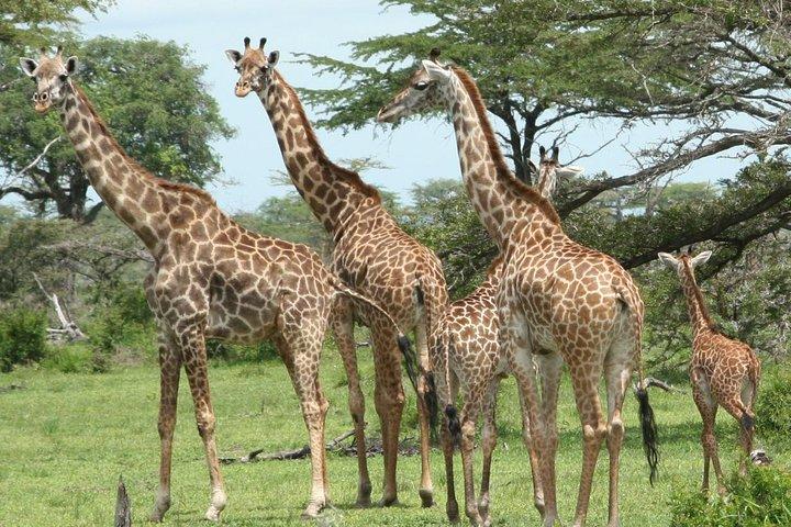 5 Days Safari to Selous & Mikumi