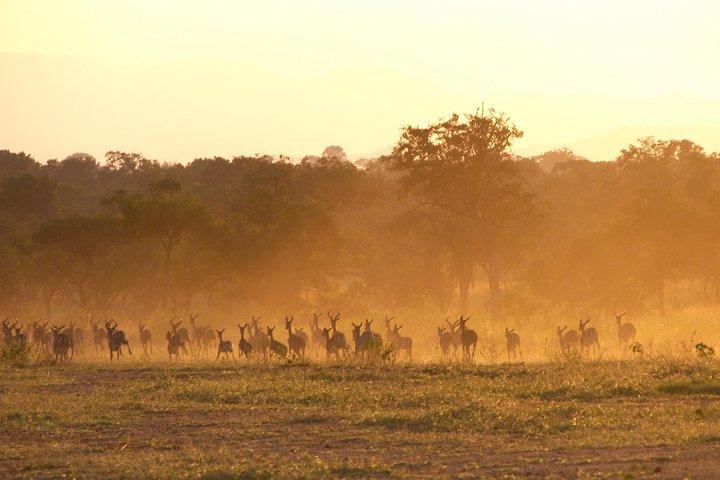 5 Days Safari to Selous & Mikumi