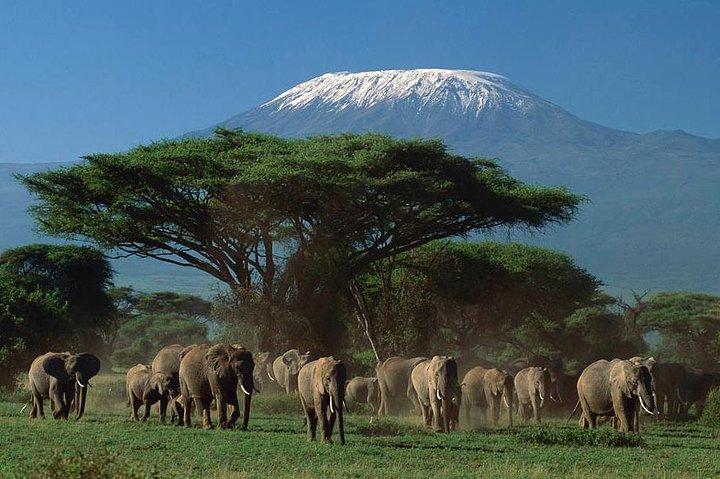 2-Day Group Safari to Amboseli National Park (All Inclusive)