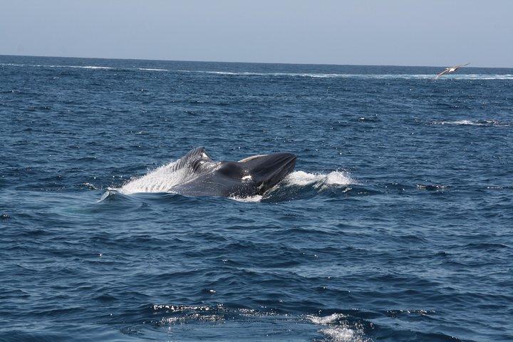 Tenerife: Whale and dolphin watching