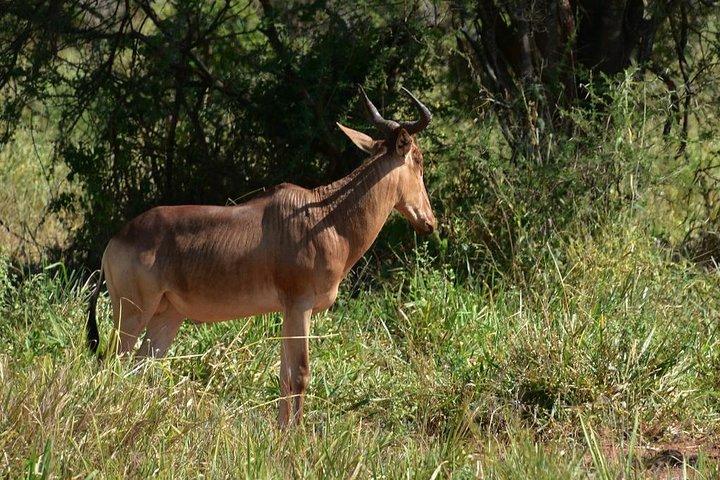 Tarangire National Park Day trip