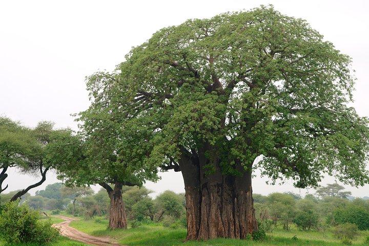 Tarangire National Park Day trip
