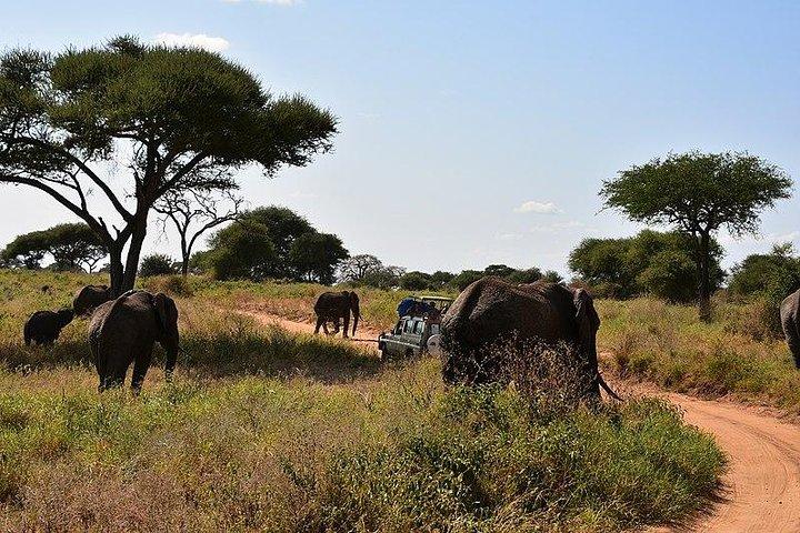 Tarangire National Park Day trip