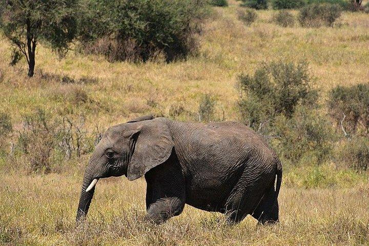 Tarangire National Park Day trip