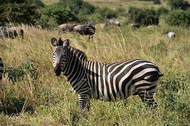 Tarangire National Park Day trip